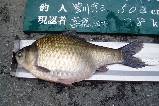 L쎁 50.3p
